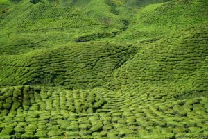 el terroir en el té