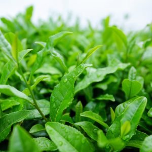 minerales en las hojas de té