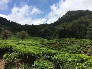 té colombiano bitaco